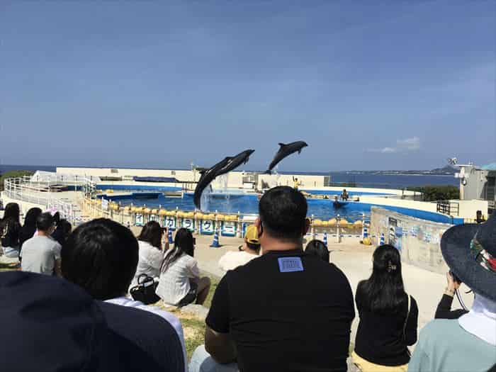 イルカショーでリアルグレートブルー気分