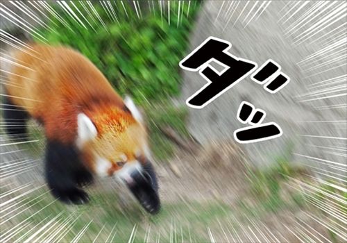 走るレッサーパンダ